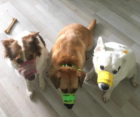 Diervriendelijke Muilkorf - Comfortabel voor uw Hond - Afbeelding 2