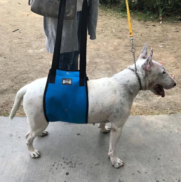 Draaghulp / Tilhulp voor honden - Afbeelding 7