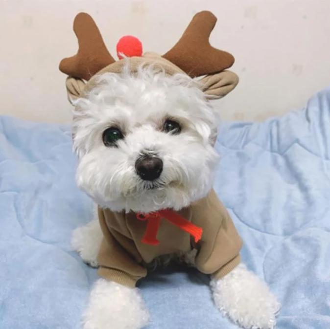 Rendier Kerst Hoodie voor Hond en Kat - Afbeelding 2