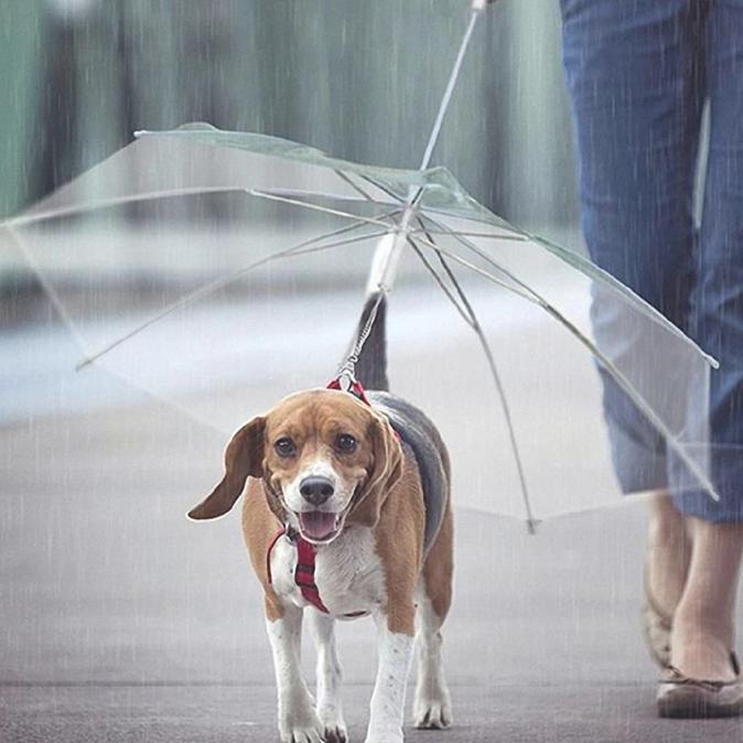 Paraplu voor honden - Afbeelding 2