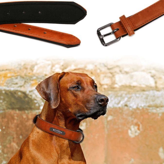 Halsband met naam voor honden - Afbeelding 3