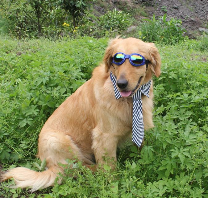 UV zonnebril voor honden - Afbeelding 5