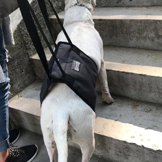 Draaghulp / Tilhulp voor honden - Afbeelding 5