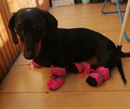 Warme winterschoenen voor huisdieren - Afbeelding 6