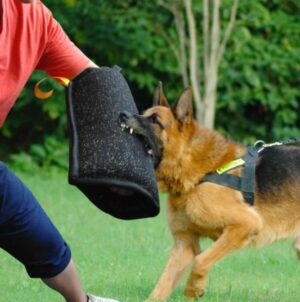 Bijtmouw voor Honden