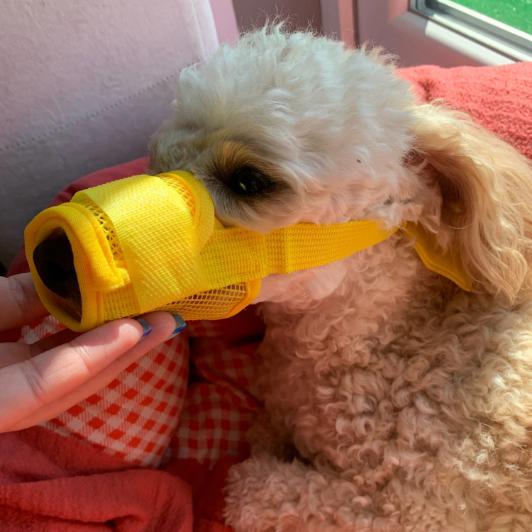 Diervriendelijke Muilkorf - Comfortabel voor uw Hond - Afbeelding 4