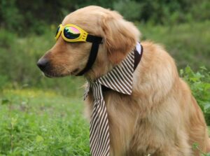 UV zonnebril voor honden
