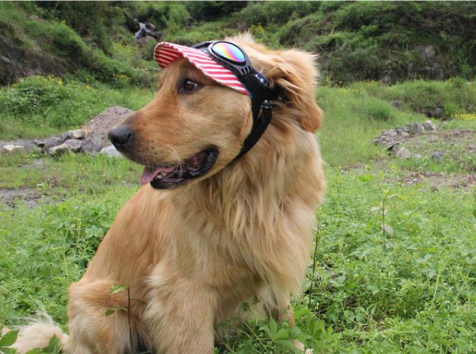 UV zonnebril voor honden - Afbeelding 7