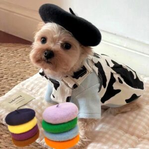 Franse Baret voor Honden