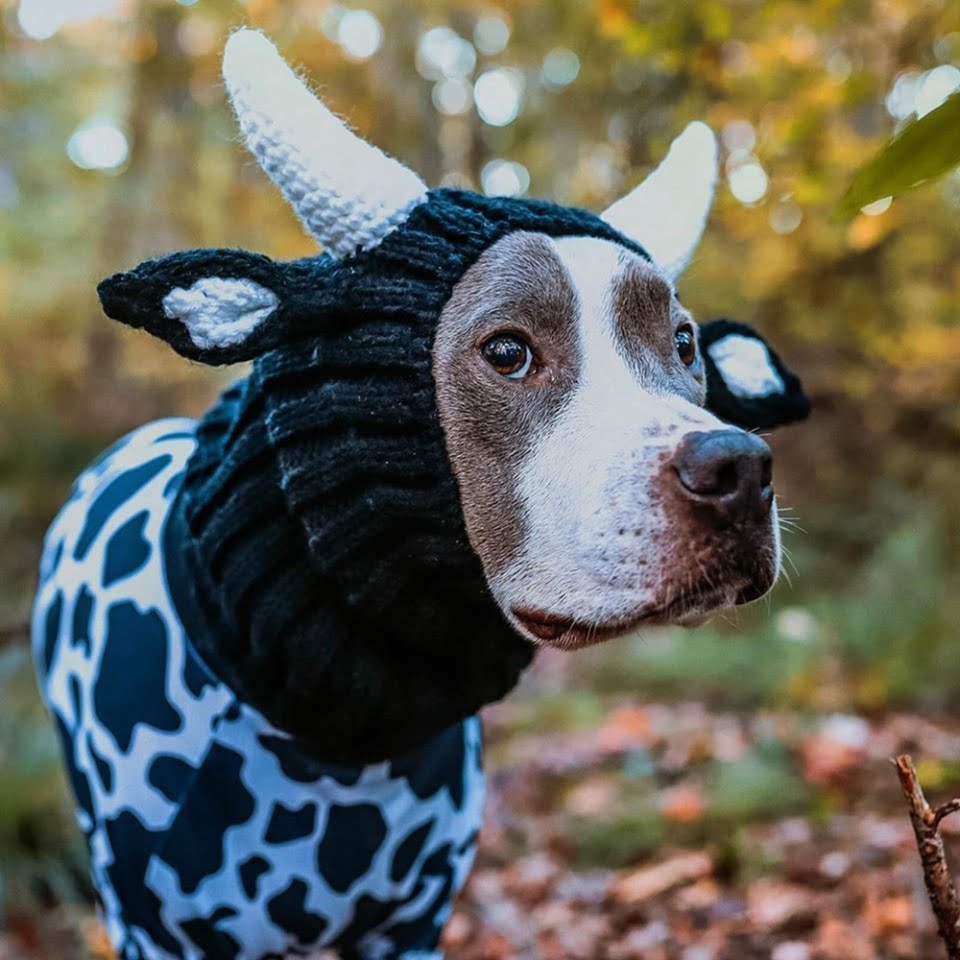 Stieren muts voor Honden - Afbeelding 4