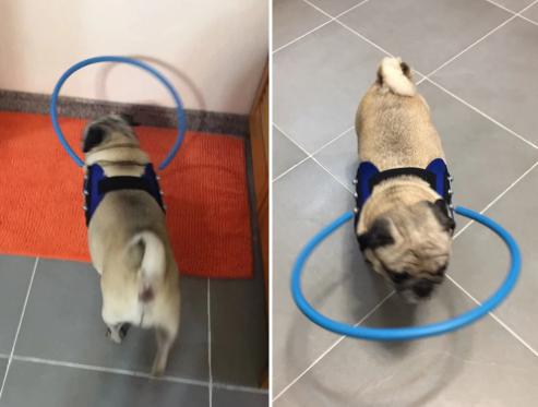 Anti Stoot ring voor Honden & Katten - voor Blinde en Slechtziende Dieren
