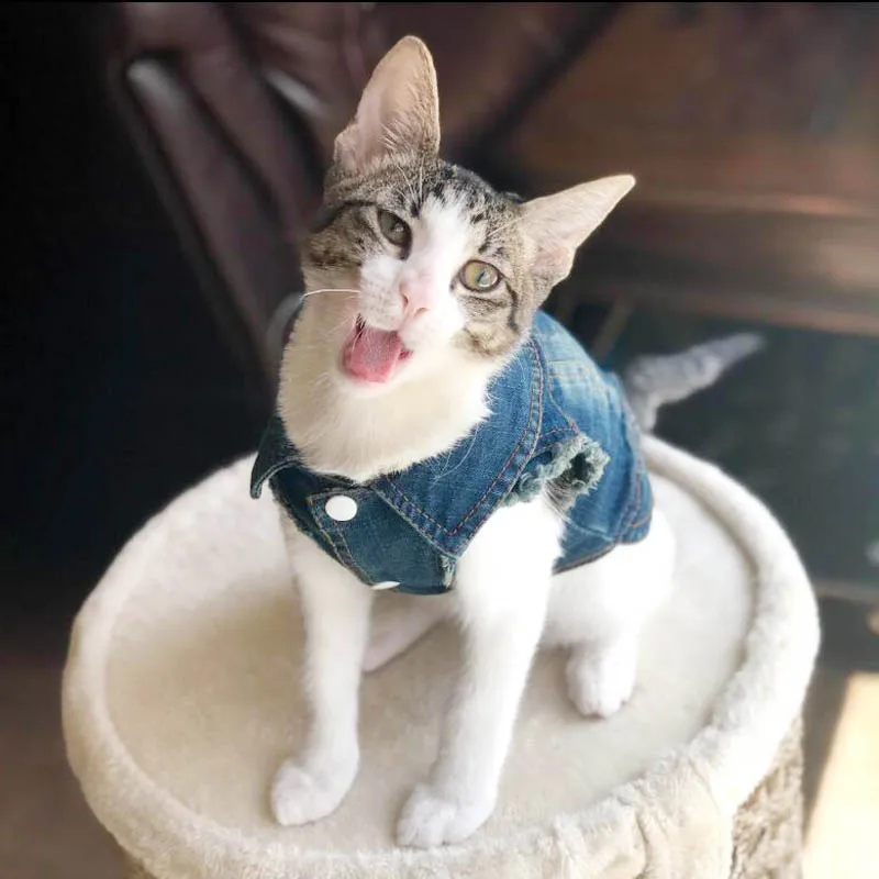 Denim Jacket voor Katten - Afbeelding 6