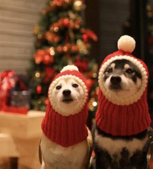 Warme Kerstmuts voor Hond en Kat