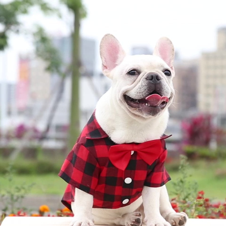 Blouse met Strik voor Honden - Afbeelding 4