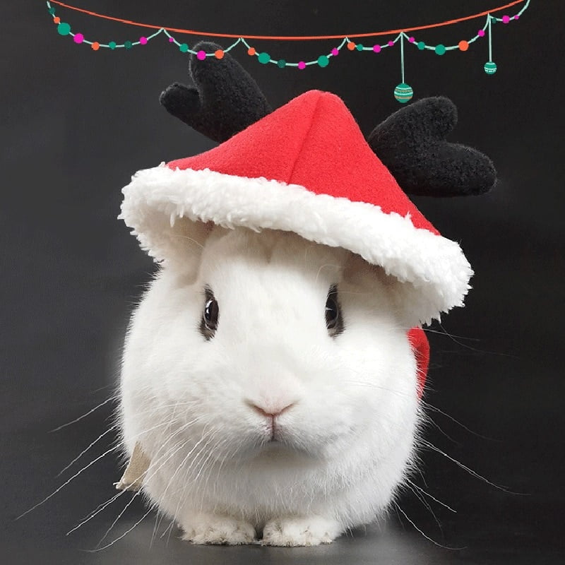 Kersttuigje voor Konijnen + Riem - Afbeelding 5