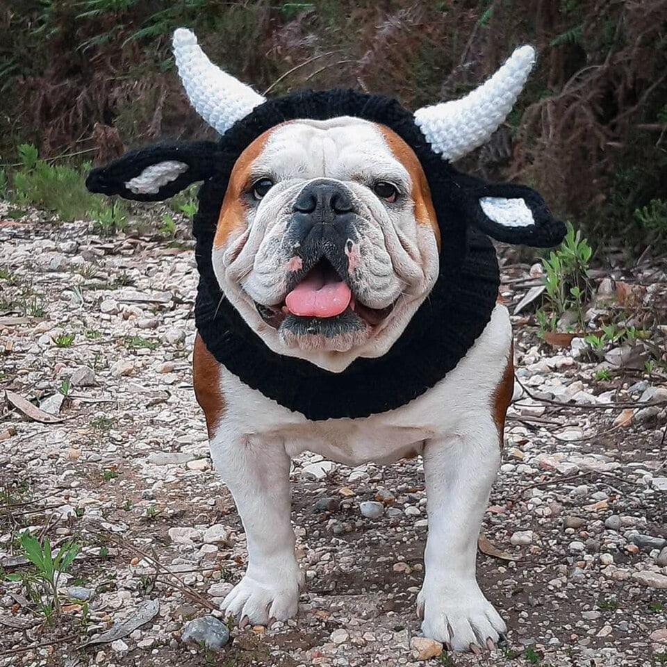 Stieren muts voor Honden