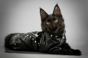 Leren jas voor katten
