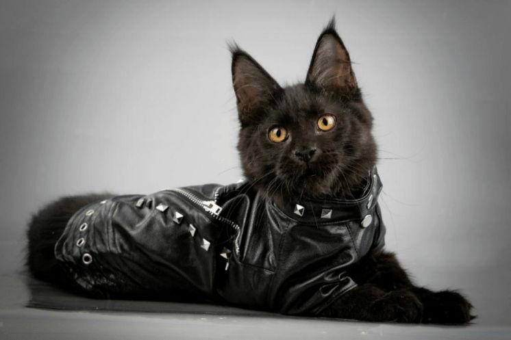 Leren jas voor katten