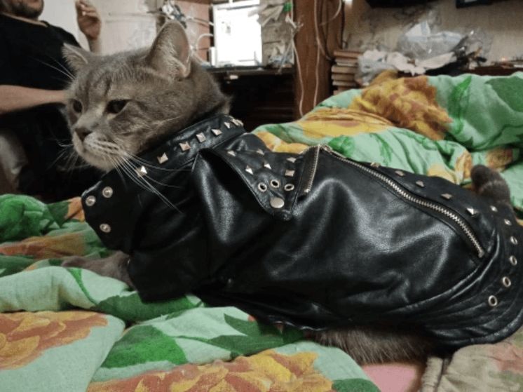 Leren jas voor katten - Afbeelding 3