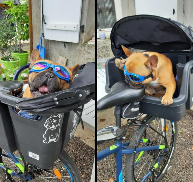 UV zonnebril voor honden - Afbeelding 8
