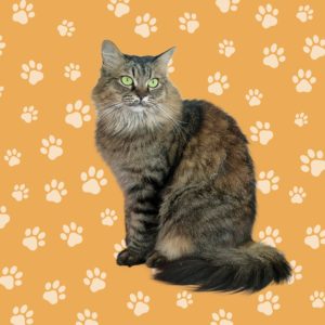 Katten