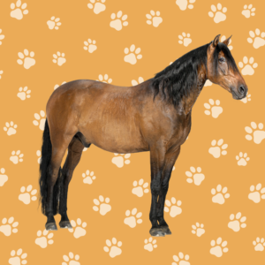 Paard