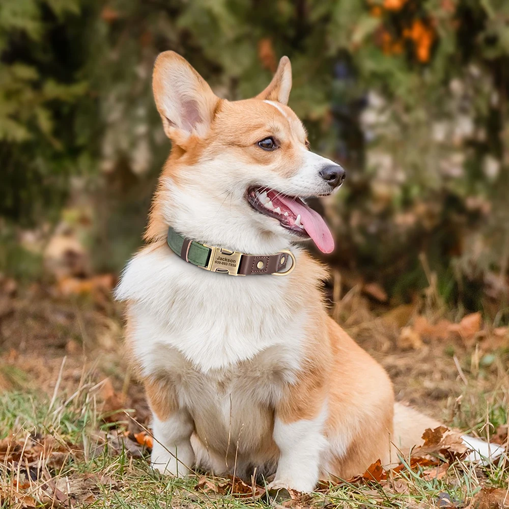 Gepersonaliseerde Halsband voor Honden