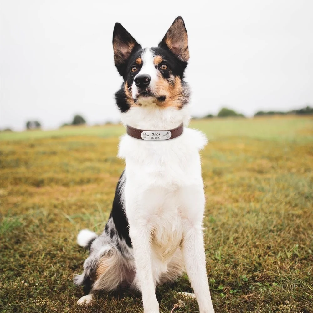 Halsband voor Honden - Gegraveerd met Naam