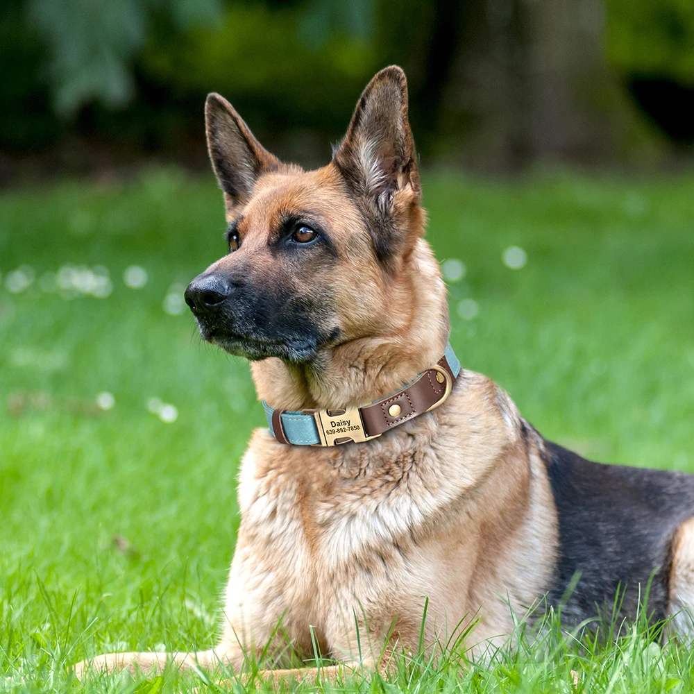 Gepersonaliseerde Halsband voor Honden
